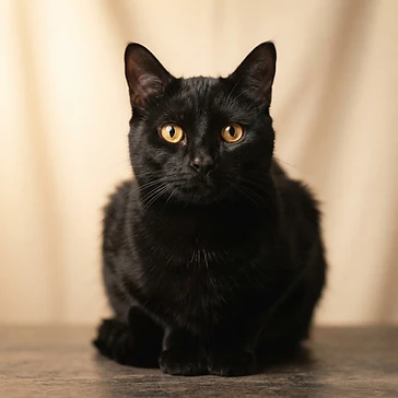 Noir